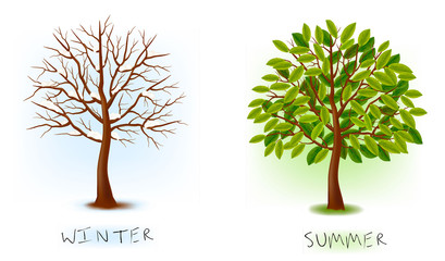 Aufkleber - Two seasons - winter, summer. Art tree. Vector illustration.