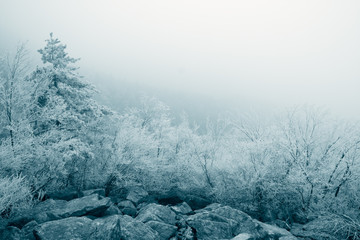 Wall Mural - rime ice landscape