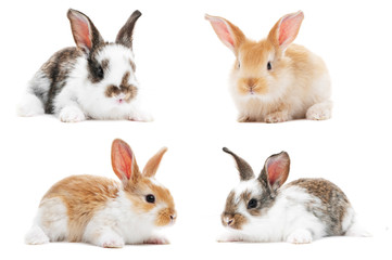 set of baby bunny rabbits