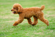 Little Toy Poodle Dog Running
