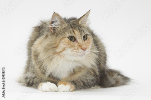 Chat Tapi De Face Inquiet Stock Photo Adobe Stock