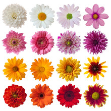 Collection Of Daisies