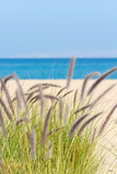 Fototapeta Morze - sea grasses on sand
