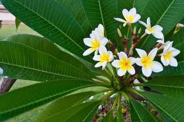 The bunch white Frangipani in thailand