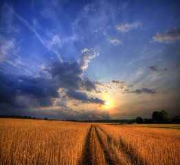 Rural landscape with wheat field on sunset