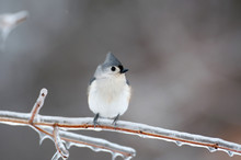 Tufted Titmouse Perched In Icy Branch