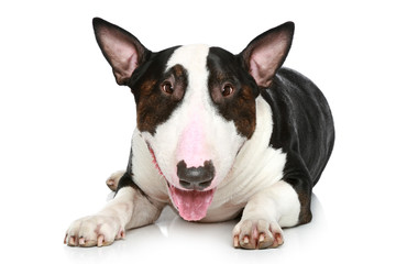 Wall Mural - Bull Terrier lying on a white background