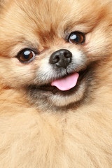 Sticker - Pomeranian spitz. Close-up portrait