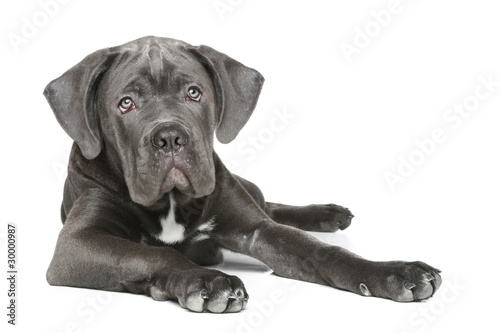 Cane Corso Puppy On A White Background Buy This Stock Photo And Explore Similar Images At Adobe Stock Adobe Stock
