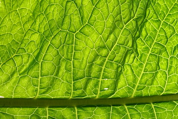 Wall Mural - green leaf