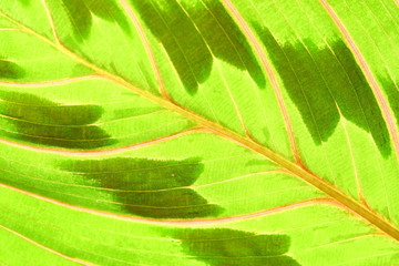 Poster - green leaf