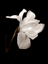Iris Black And White