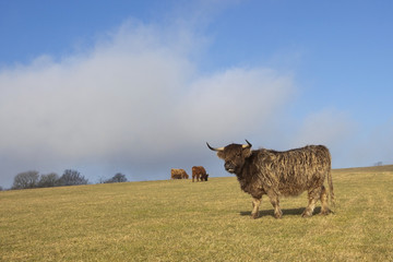 highland cattle 2