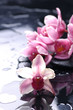 orchid flower and stone with water drops