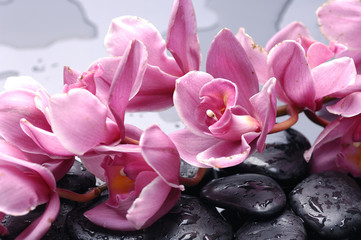 Obraz na płótnie różowa orchidea na mokrych kamieniach zen