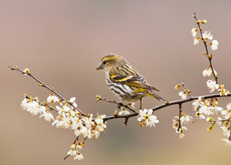 siskin on blossom