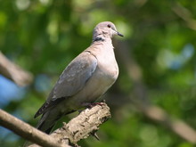 Eurasian Collared Dove, Streptopelia Decaocto