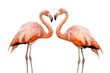 canvas print picture - Zwei Flamingos bilden eine Herzform