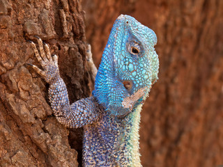 Wall Mural - Male tree agama