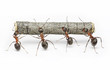 team of ants work with log, cooperation and teamwork
