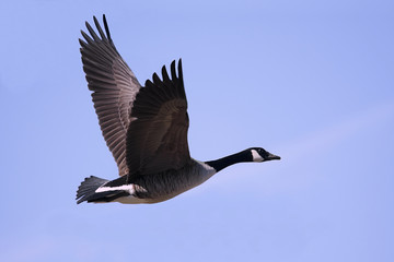 Wall Mural - Canada Goose (Branta canadensis) In Flight