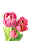Fototapeta Tulipany - Tulip flowers isolated