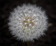 Flower dandelion