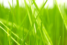 Fresh Green Grass Background
