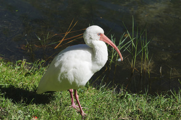 American White Ibis