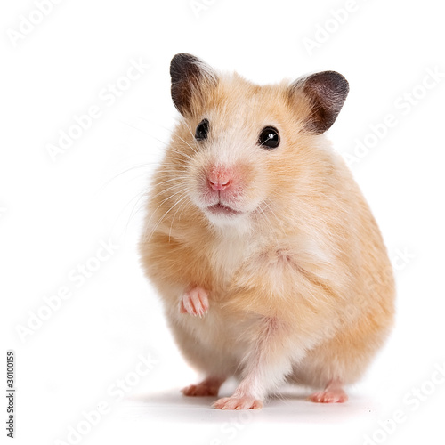 Foto-Lamellenvorhang - hamster (von Azaliya (Elya Vatel))