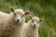 Lambs Looking At Camera