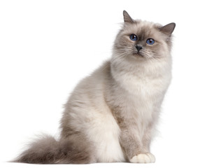 Wall Mural - Birman cat, 9 months old, in front of white background