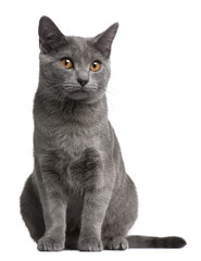 Poster - Chartreux kitten, 5 months old, in front of white background