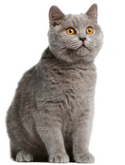 Wall Mural - British Shorthair kitten, 5 months old