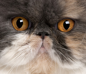 Close-up of Persian cat, 18 months old