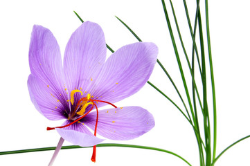 Canvas Print - saffron flower