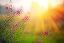 Landscape With Fireweed At Sunny Summer Evening