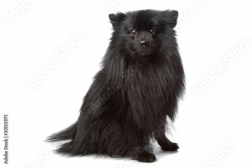 Unknown Mixed Breed Longhaired Small Black Dog Stock Photo Adobe Stock