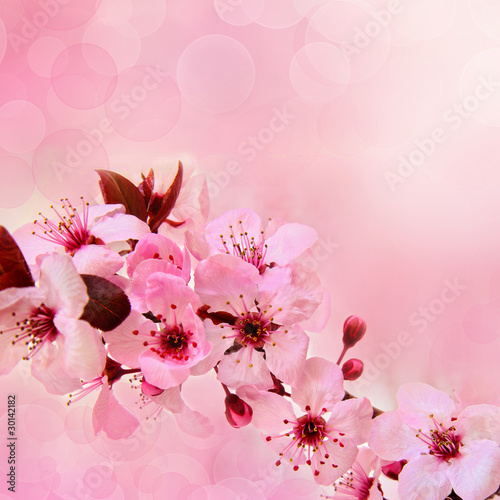 Soft spring cherry flowers background