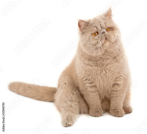 Exotic Short Haired Cat Buy This Stock Photo And Explore