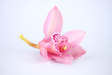 Sticker - orchid isolated