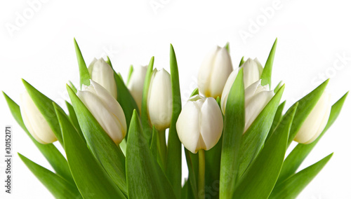 Naklejki tulipany   tulipany