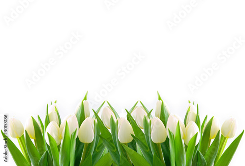 Obraz w ramie weiße tulpen