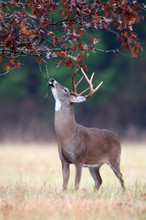 White-tailed Deer Buck Rut Behavior