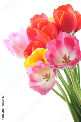 colorful tulips