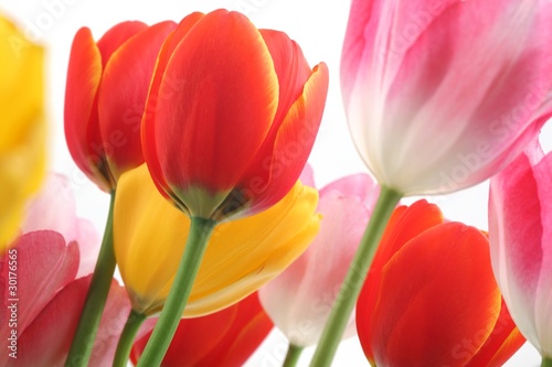 Colorful tulips