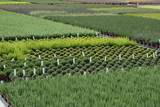 Plant nursery
