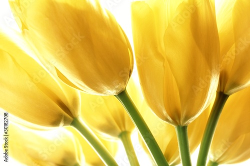 Yellow tulips