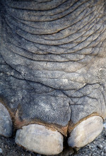 Elephant Foot Detail