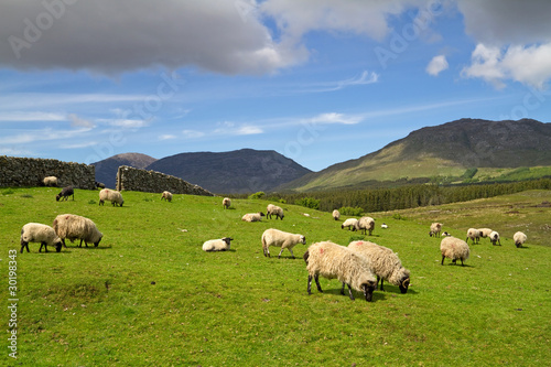 Fototapeta zwierzęta  owce-i-barany-w-gorach-connemara-irlandia